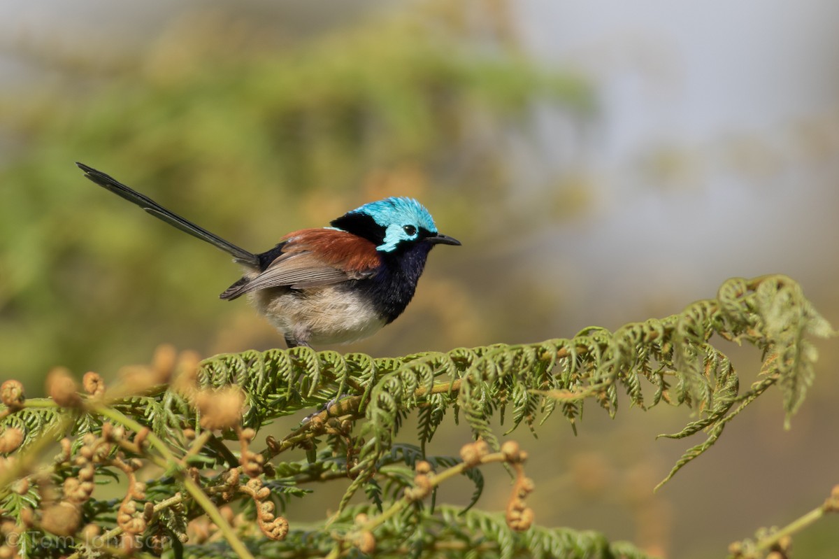 Red-winged Fairywren - ML37585591