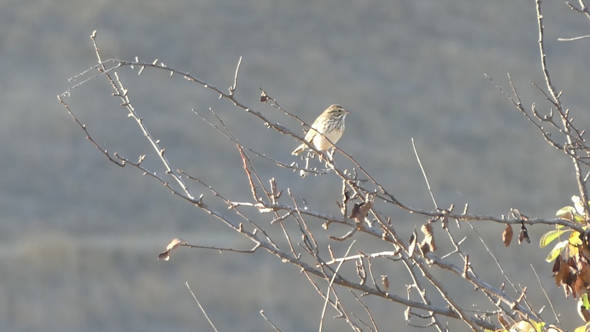 Savannah Sparrow - ML375856101