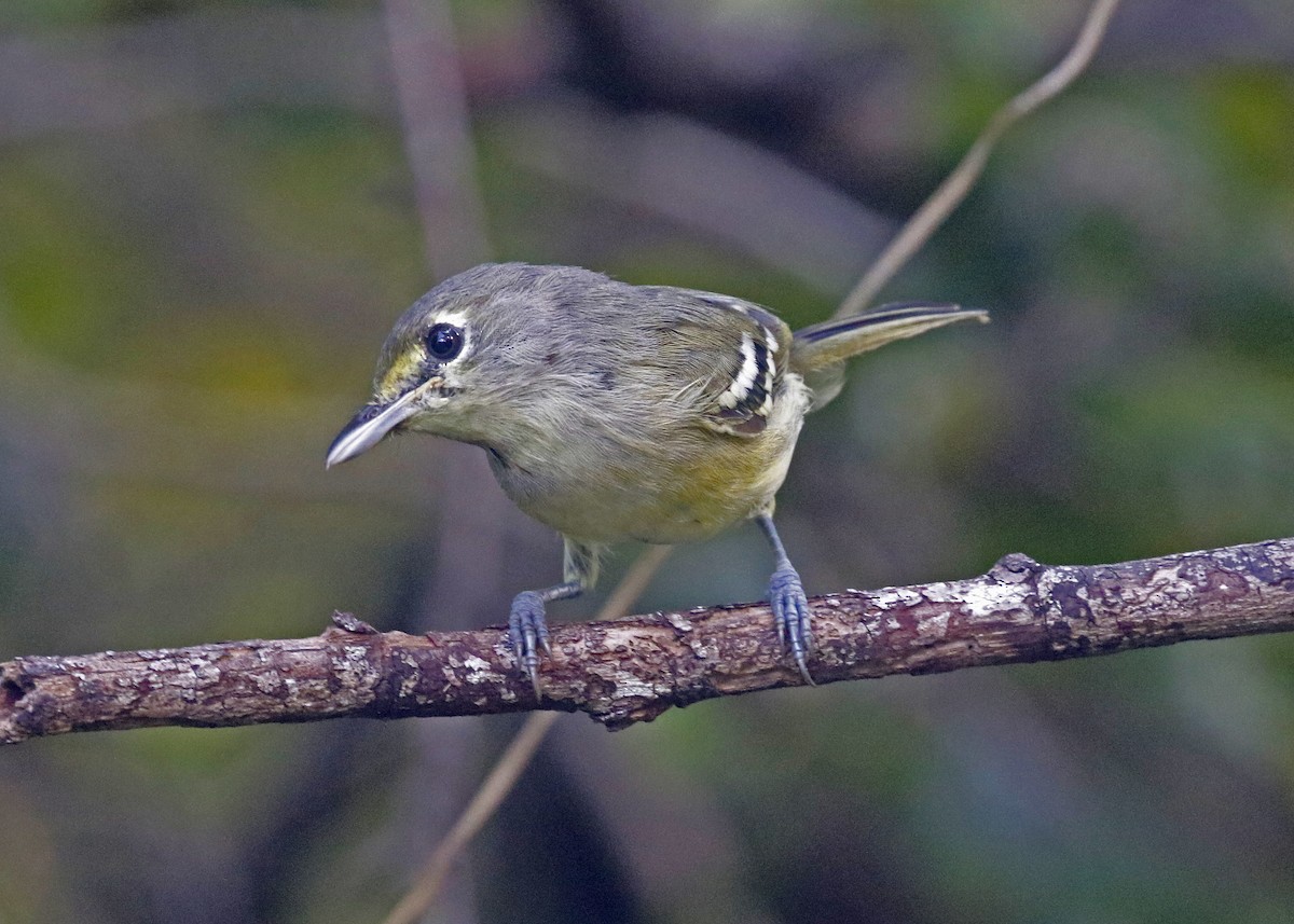 Vireo Piquigrueso - ML375857001