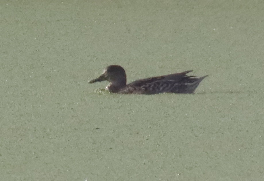 Blue-winged Teal - Jon Sneddon