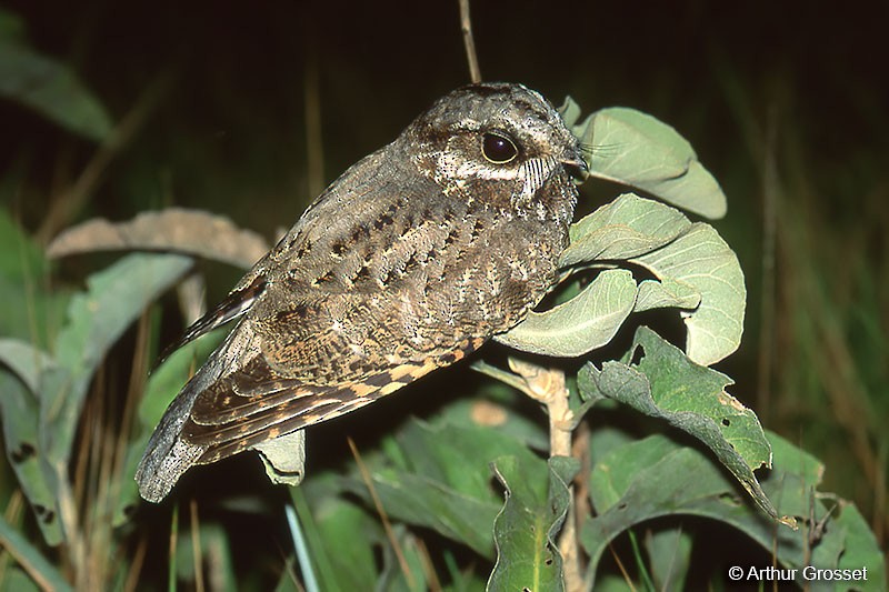 White-winged Nightjar - ML37586031