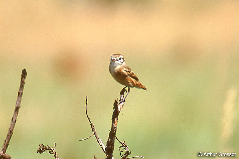 Cock-tailed Tyrant - ML37586081