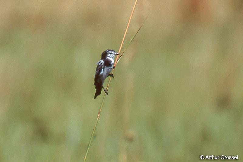 Cock-tailed Tyrant - ML37586091