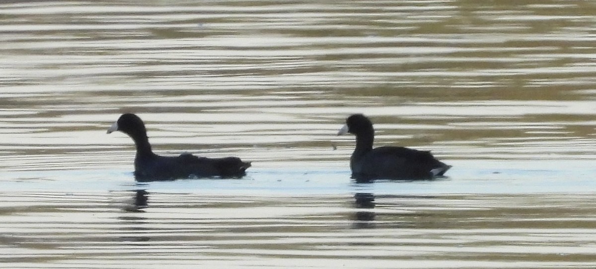 American Coot - ML375862151