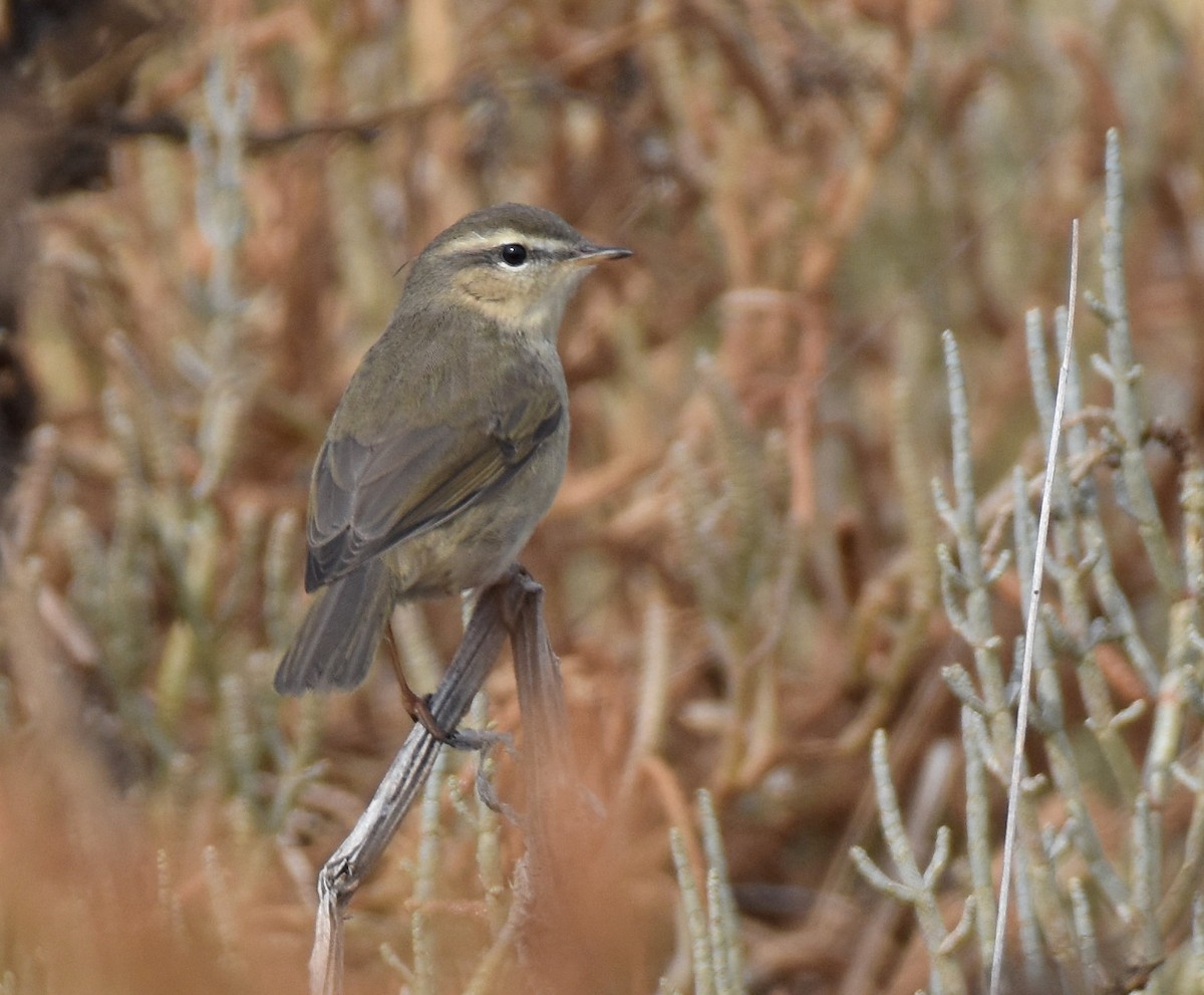 Dusky Warbler - ML375862351