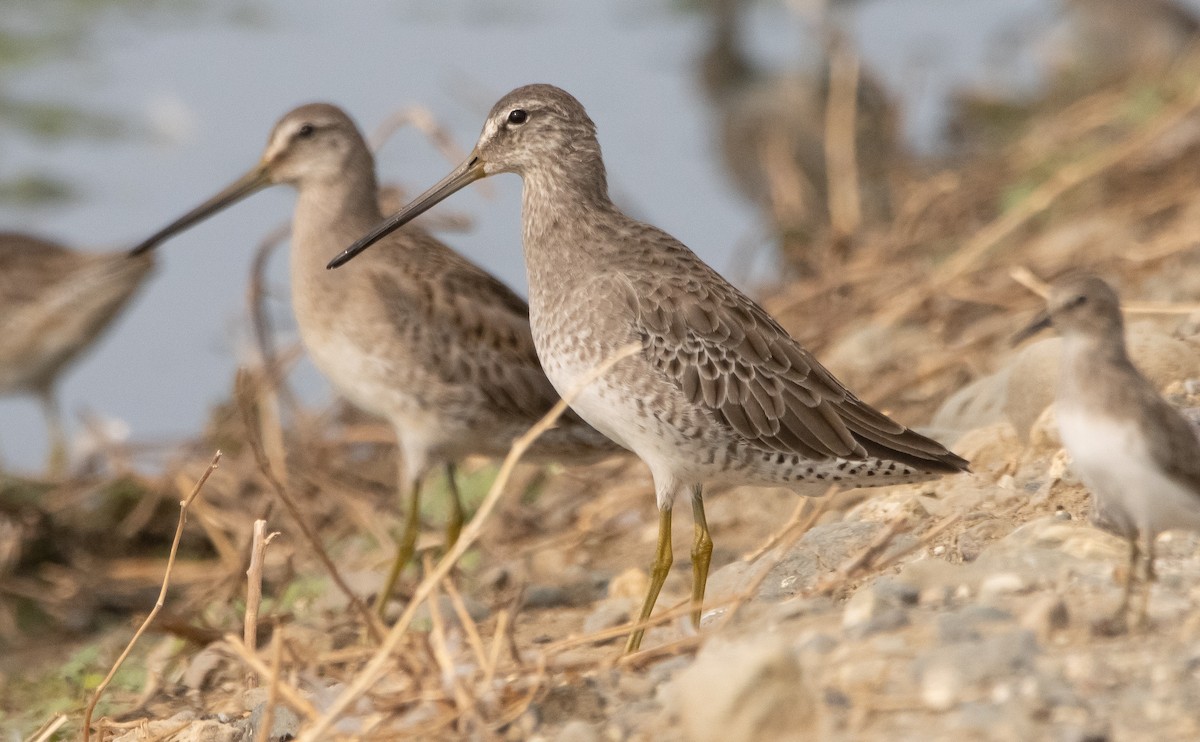 Long-billed Dowitcher - ML375863281