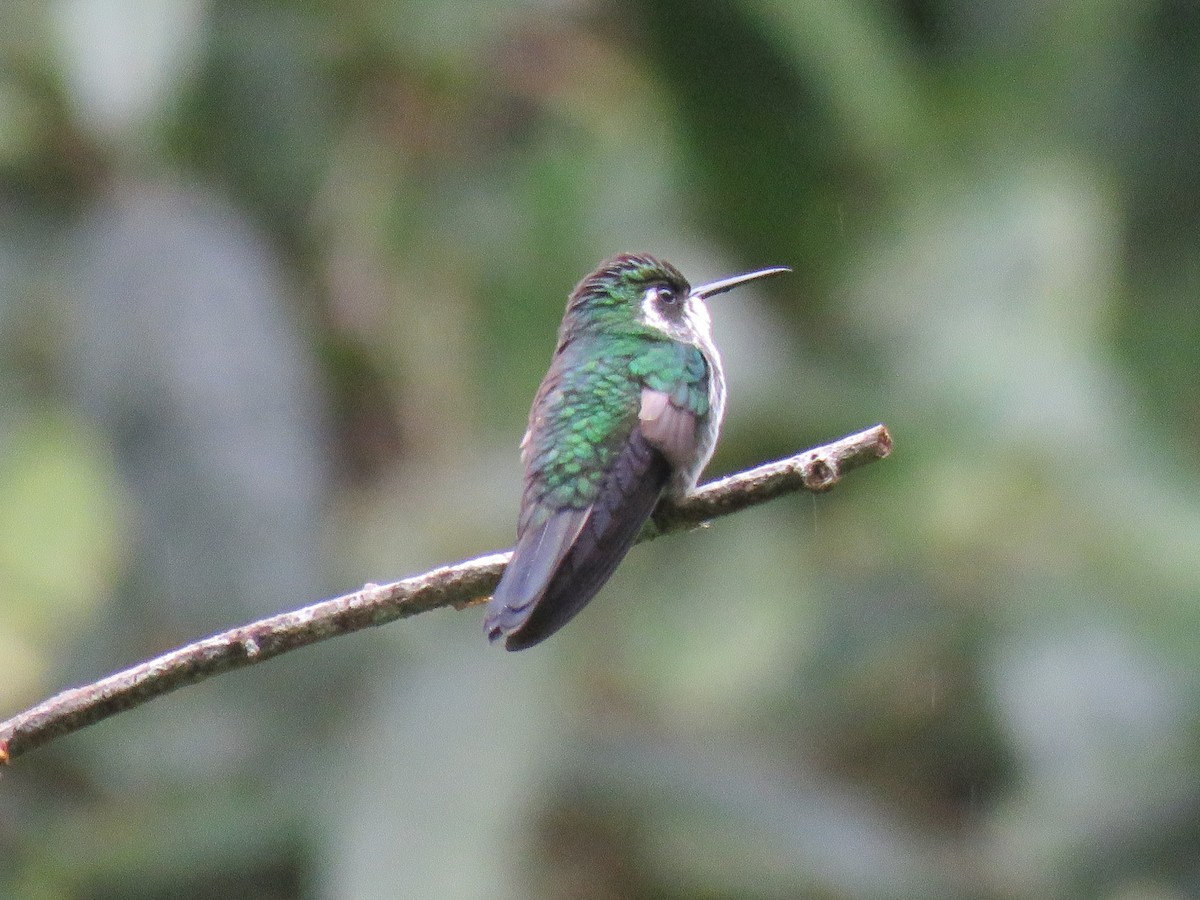 Green-breasted Mountain-gem - ML375866291