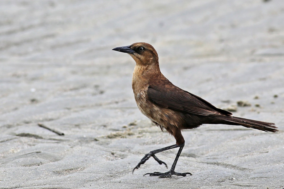 Boat-tailed Grackle - ML37586651