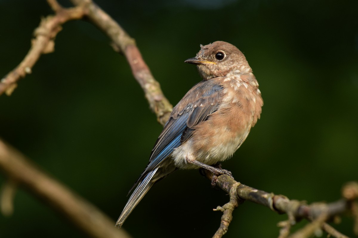 Eastern Bluebird (Eastern) - ML375866681