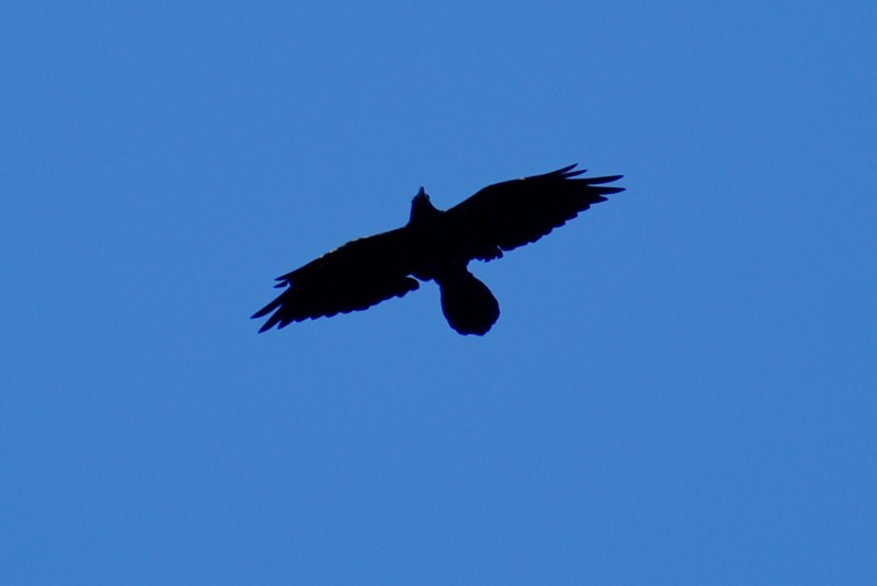 Grand Corbeau - ML375866691