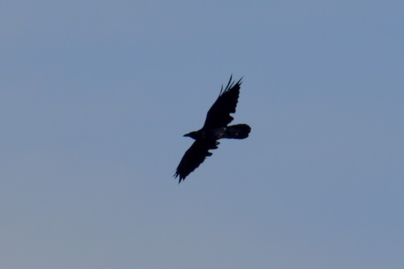 Grand Corbeau - ML375866711