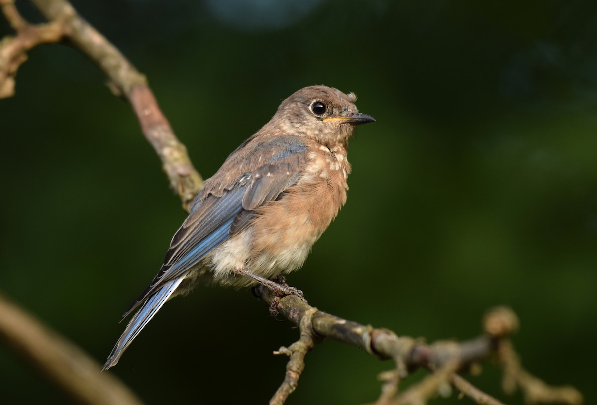 Eastern Bluebird (Eastern) - ML375866761