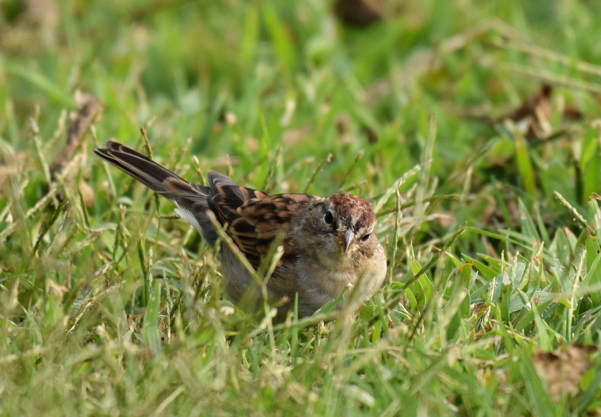 Schwirrammer - ML375866811