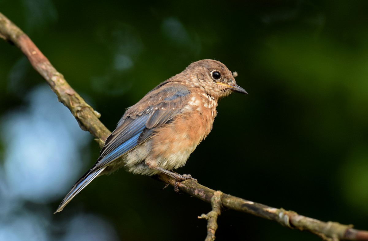 Eastern Bluebird (Eastern) - ML375866831