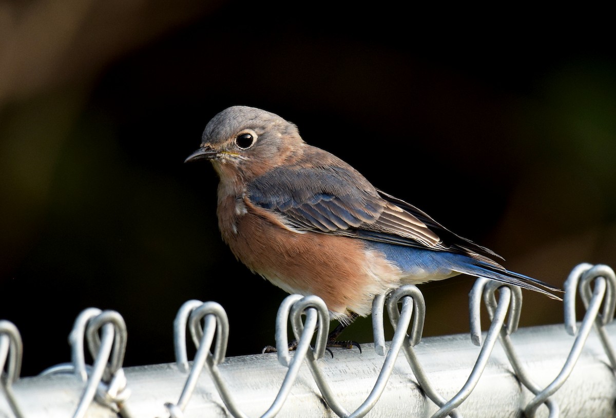 Eastern Bluebird (Eastern) - ML375866861