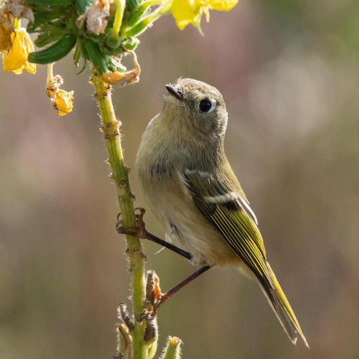Ruby-crowned Kinglet - ML375867121