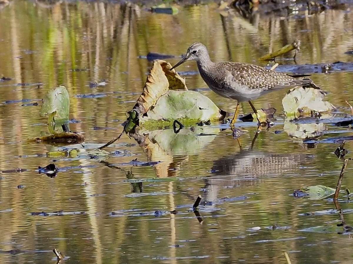 Lesser Yellowlegs - ML375867531