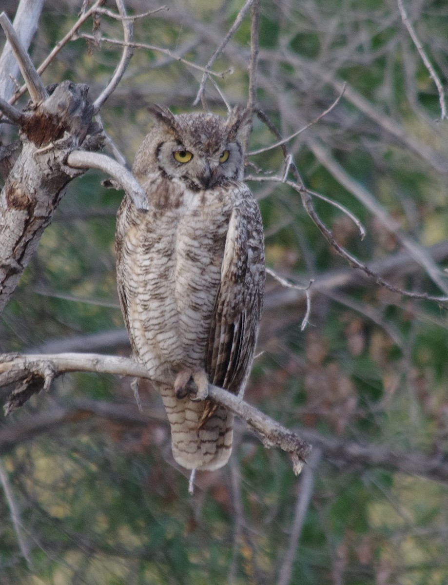 Great Horned Owl - robert beauchamp