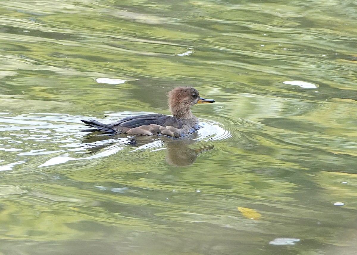 Hooded Merganser - ML375868381