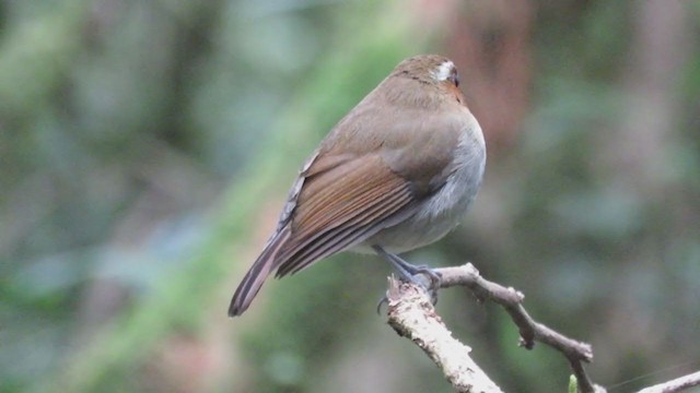 Eyebrowed Jungle Flycatcher - ML375870061