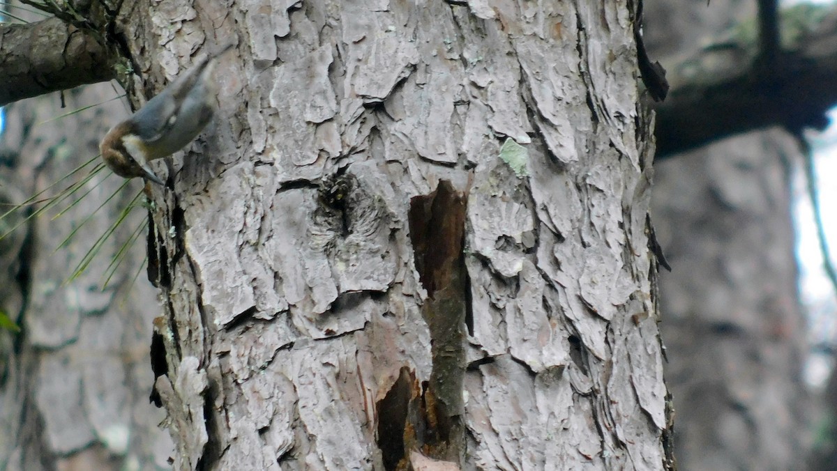 Brown-headed Nuthatch - ML375870921