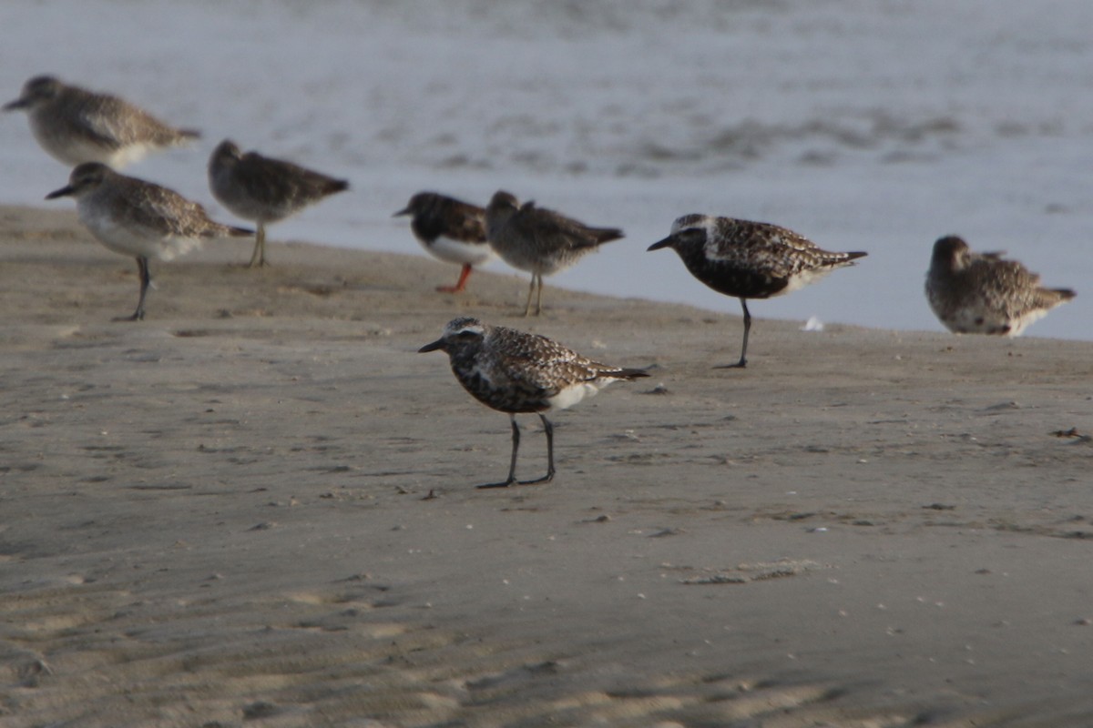 Black-bellied Plover - ML37587501