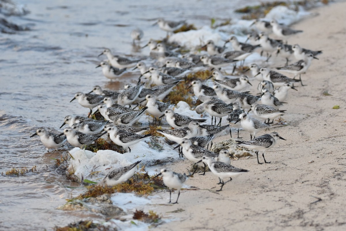 Гурвалж элсэг - ML375875671