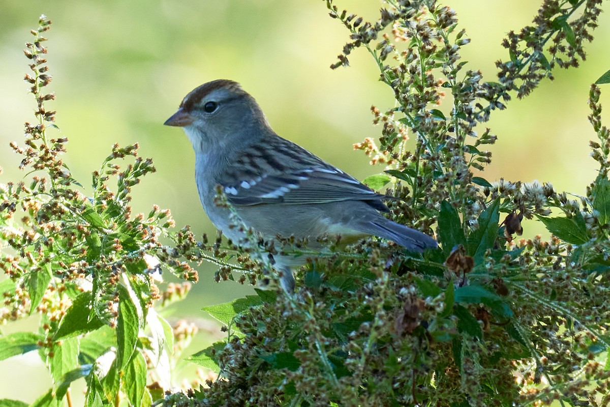 White-crowned Sparrow - ML375875851