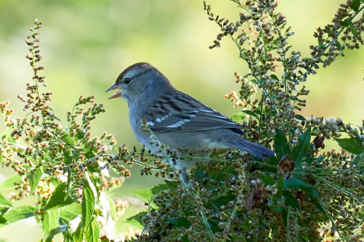 White-crowned Sparrow - ML375875871