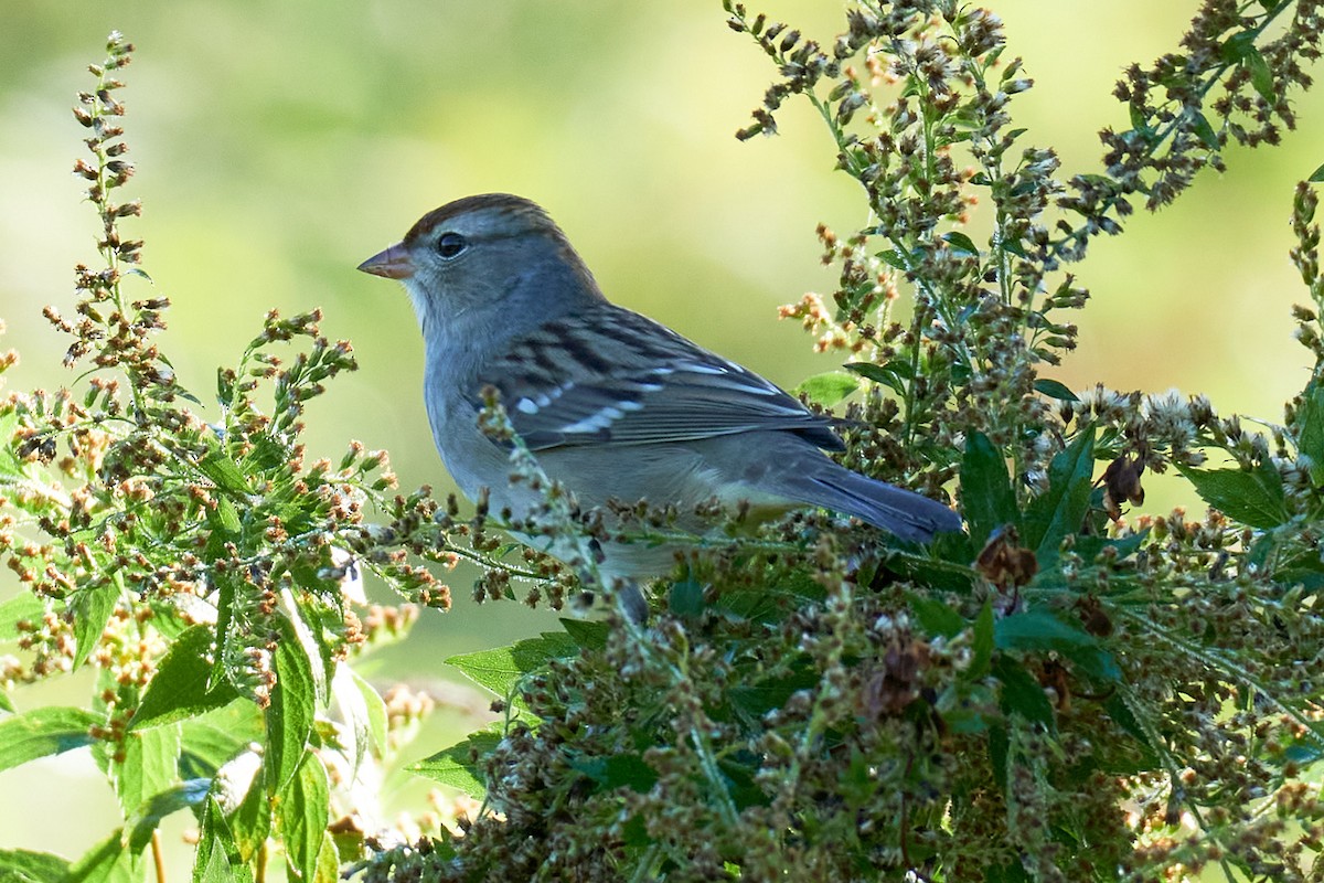 White-crowned Sparrow - ML375875891