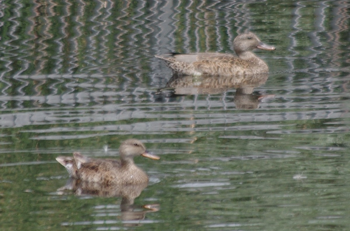 Gadwall - ML375875911