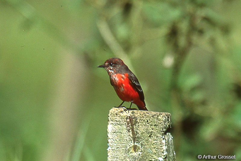 Vermilion Flycatcher - ML37587691