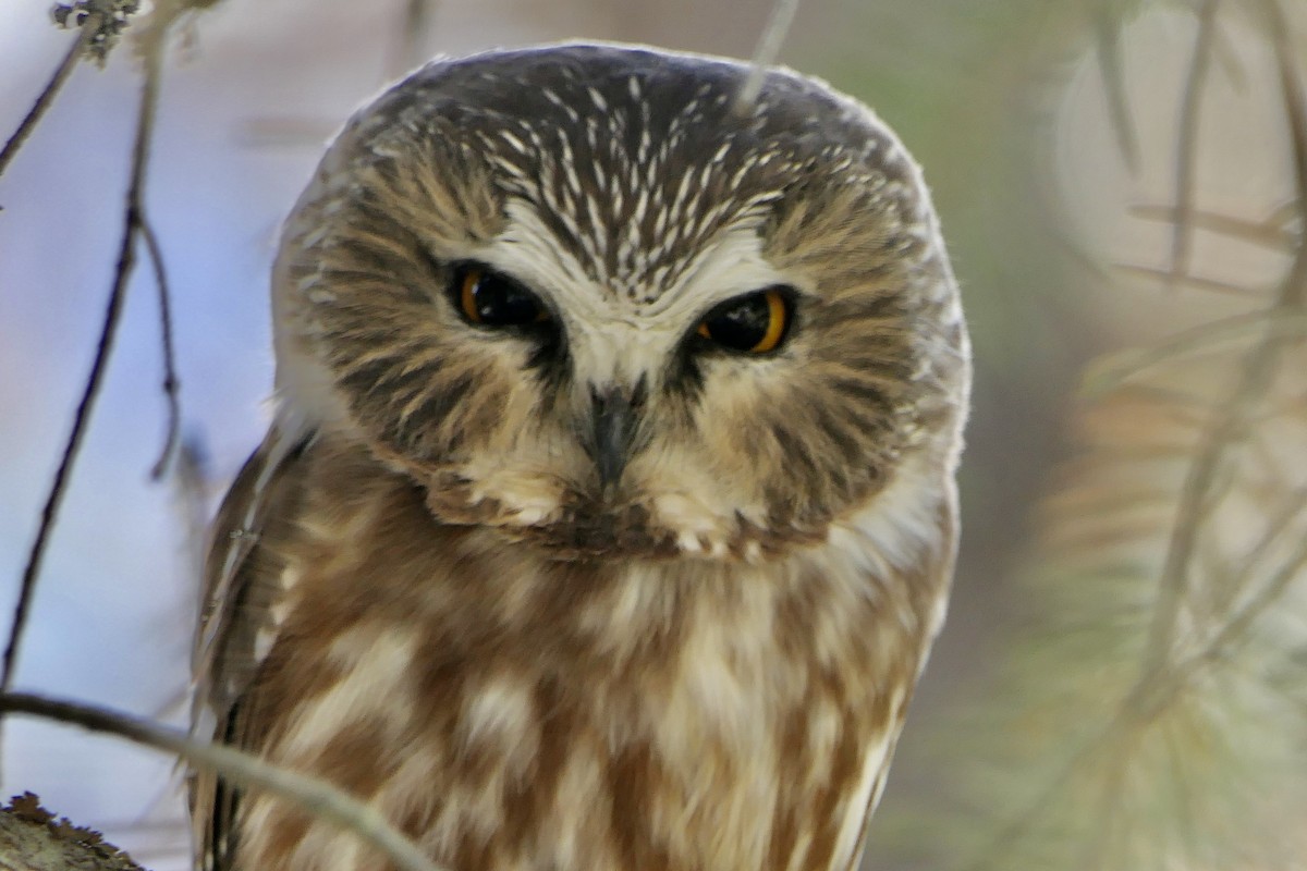 Northern Saw-whet Owl - ML375879211