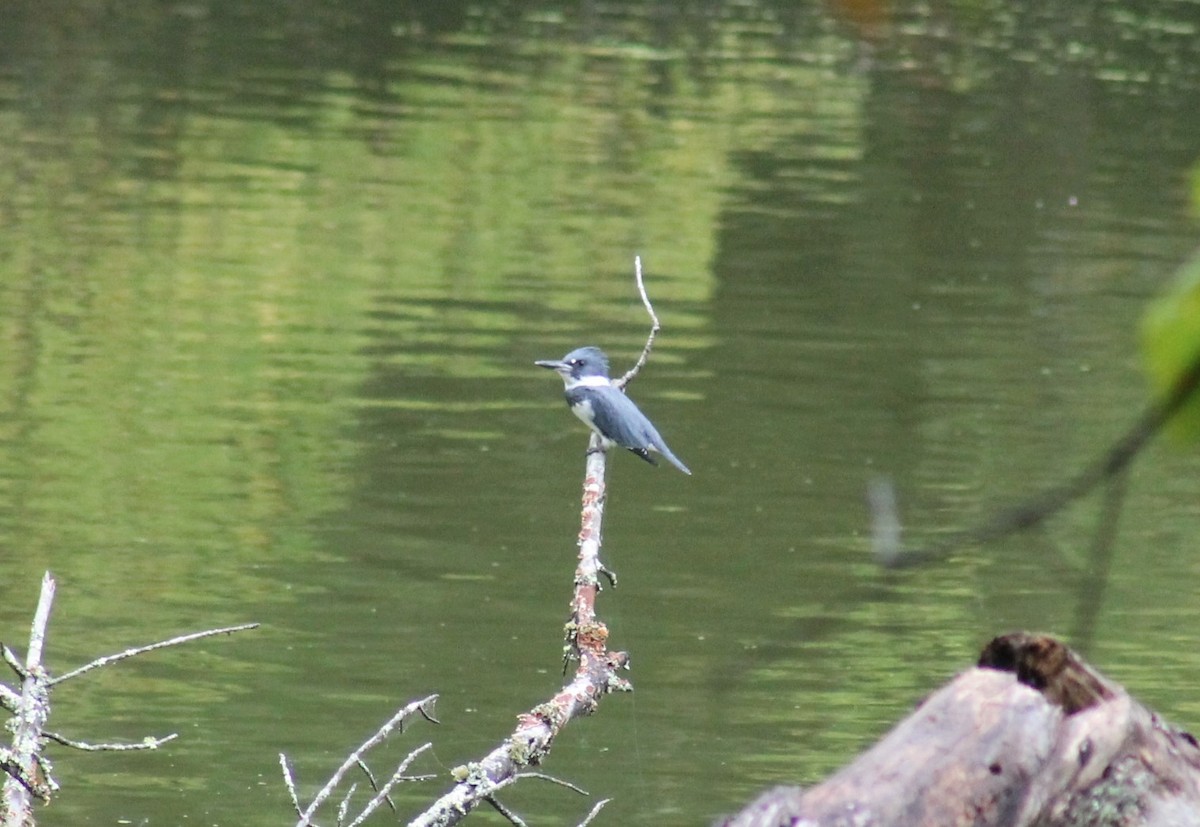 Belted Kingfisher - Paige O