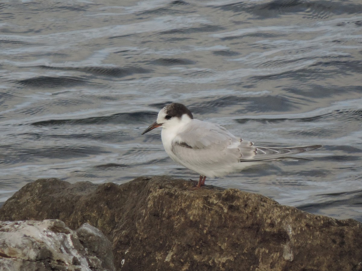Common Tern - Mark E Land