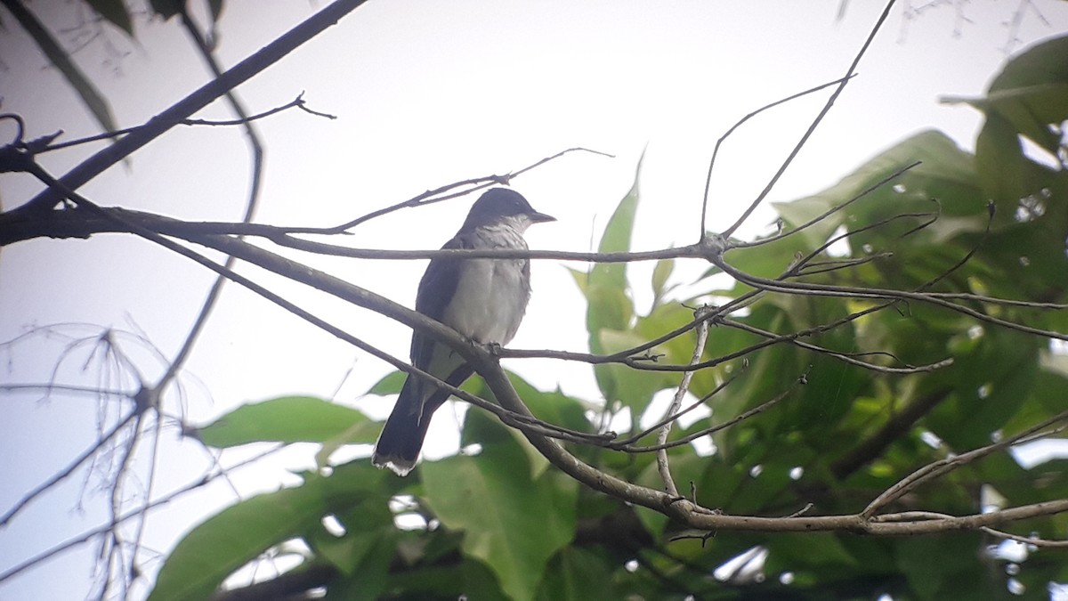 Eastern Kingbird - ML375880471