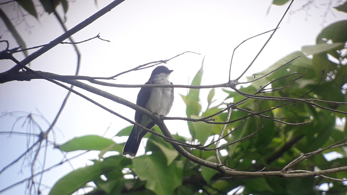 Eastern Kingbird - ML375880661