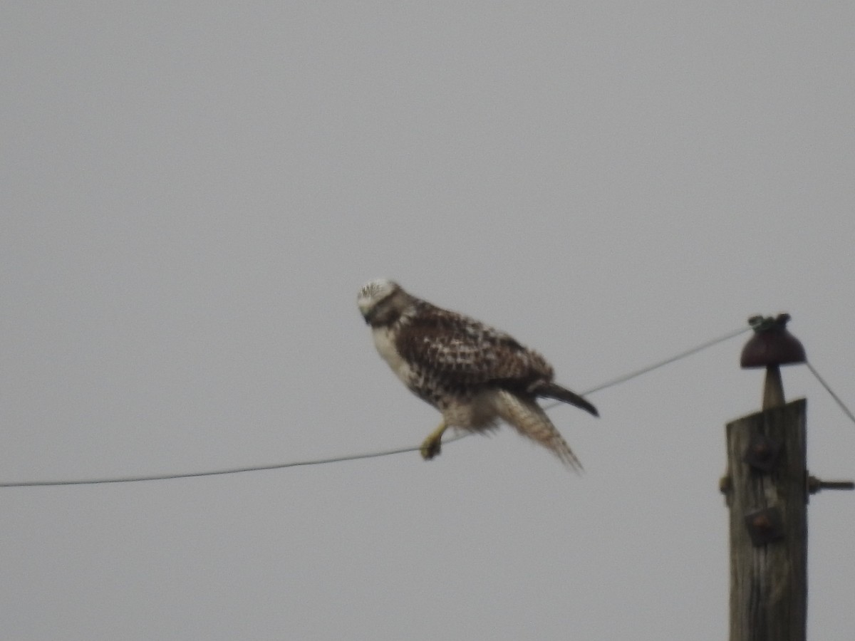 Red-tailed Hawk (Krider's) - ML375880741