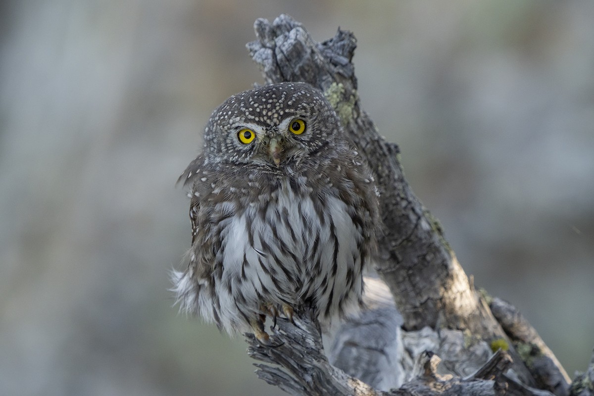 Northern Pygmy-Owl - Joshua Covill