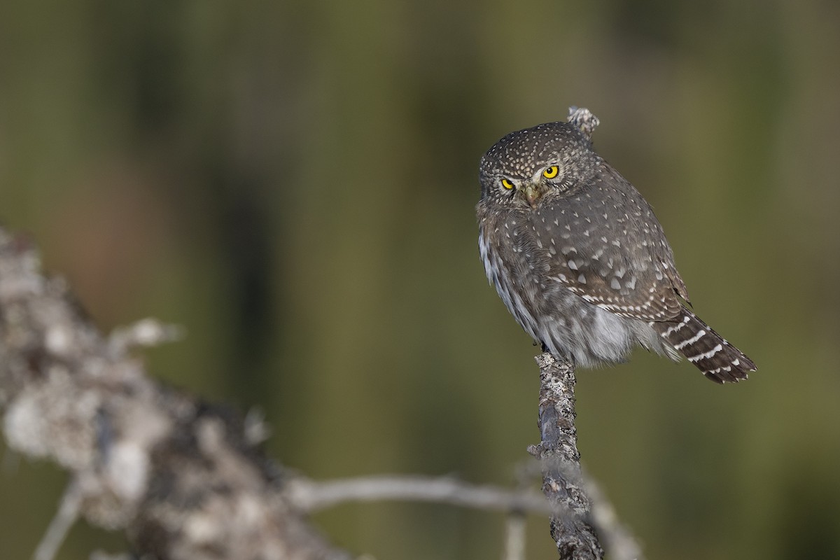 Northern Pygmy-Owl - ML375882431