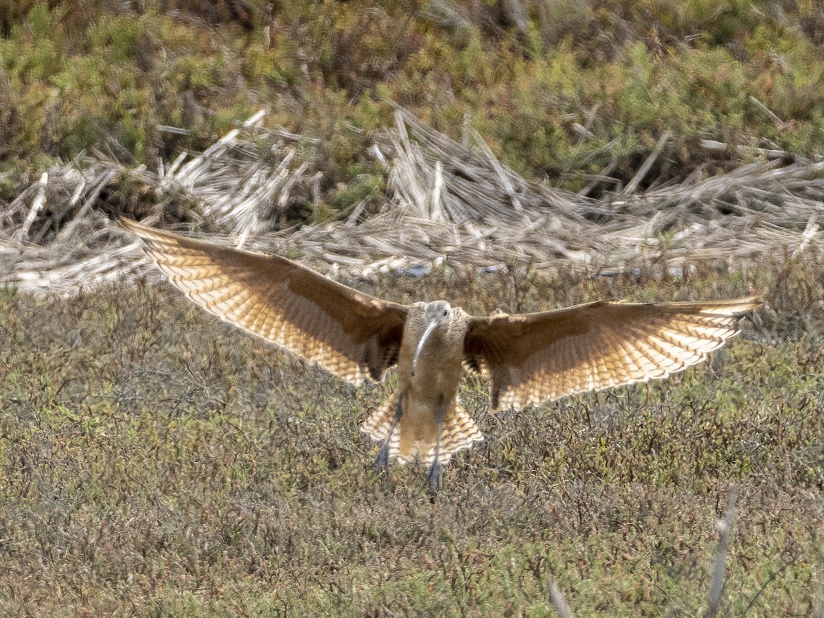 Long-billed Curlew - Steven Hunter