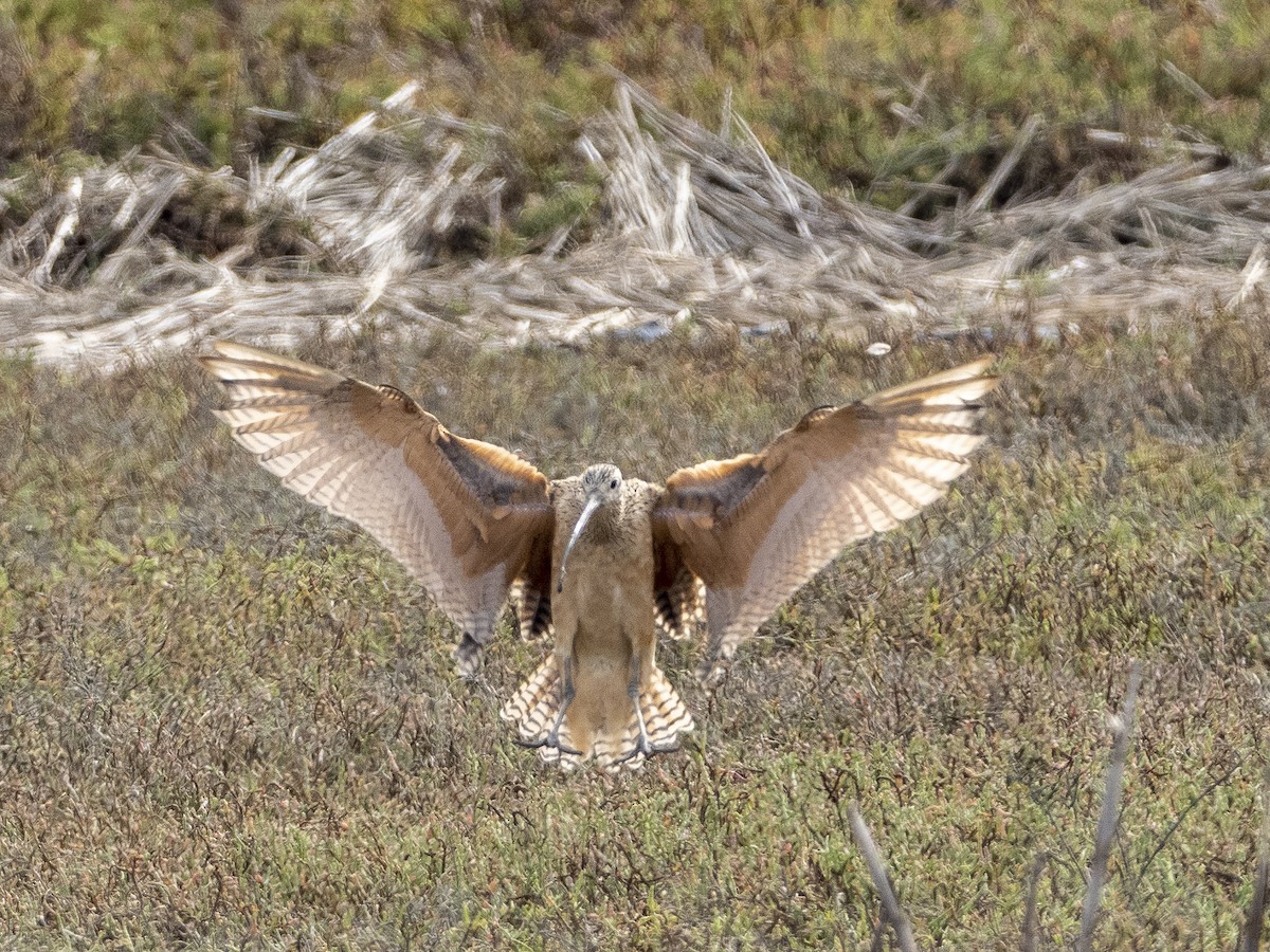 Long-billed Curlew - Steven Hunter