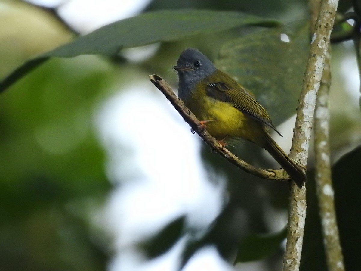 Gray-headed Canary-Flycatcher - ML375883031