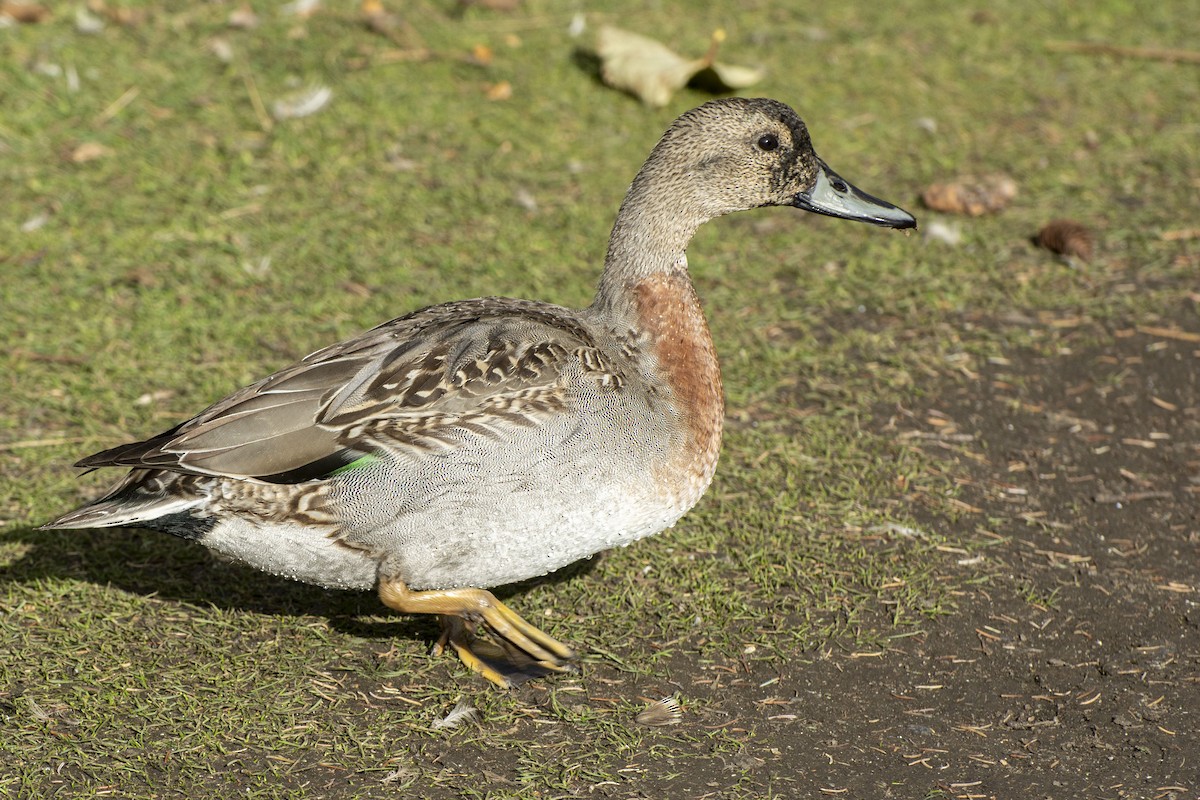 Mallard x Northern Pintail (hybrid) - Emily Weiser