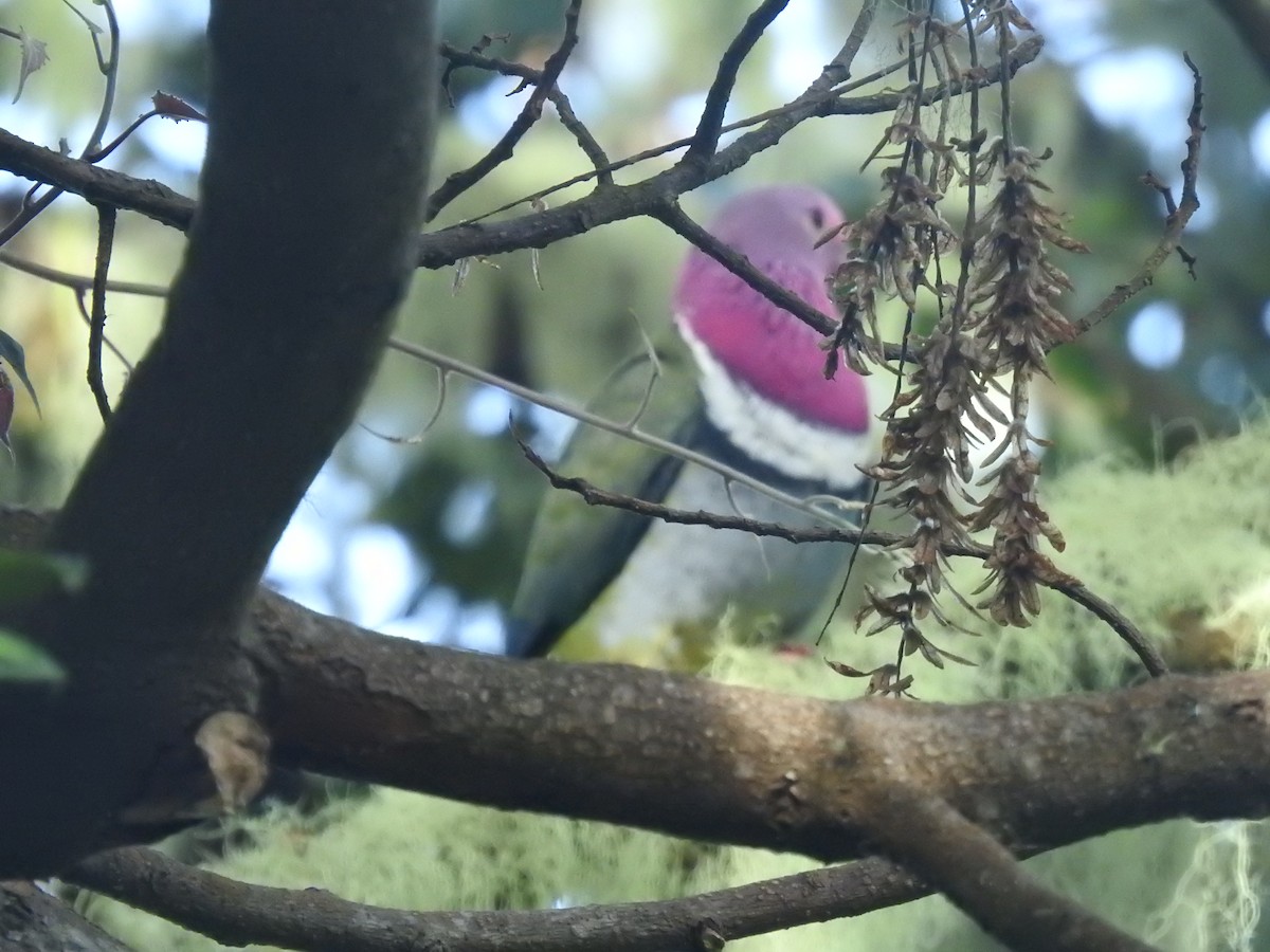 Pink-headed Fruit-Dove - ML375884161