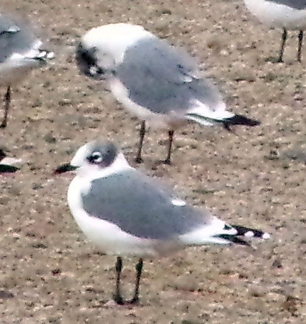 Mouette de Franklin - ML375884281