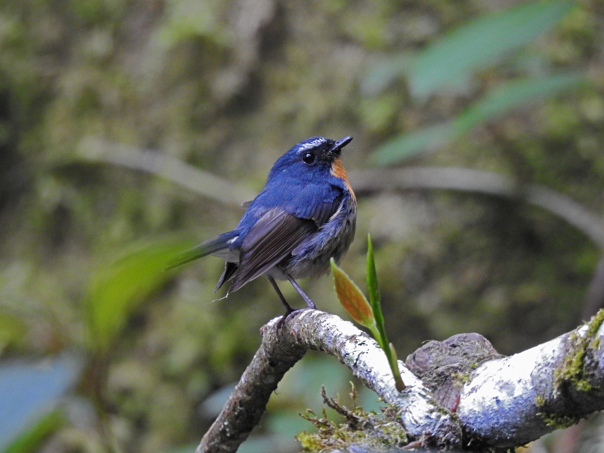 Snowy-browed Flycatcher - arief nofrika