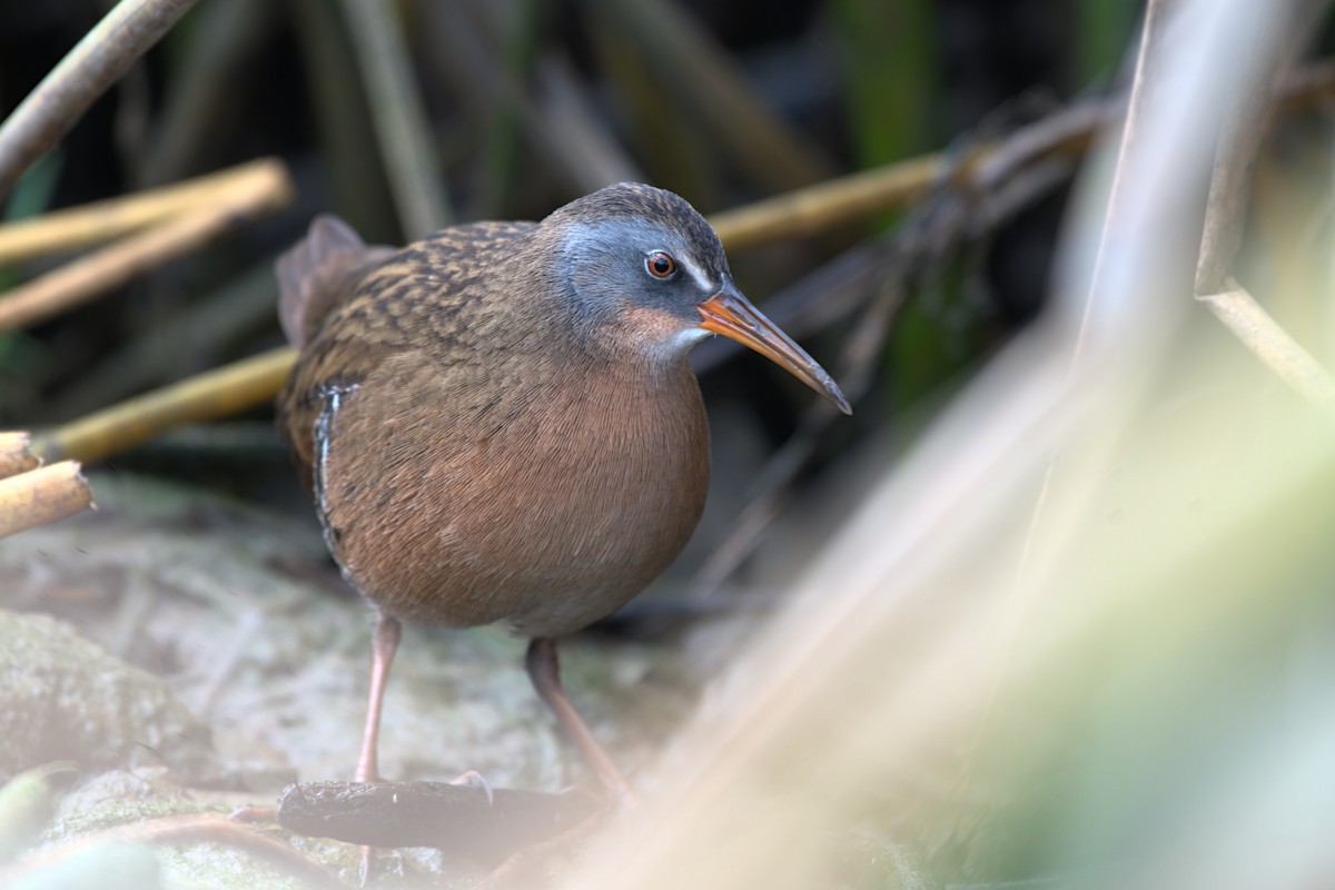 Virginia Rail - ML375885091