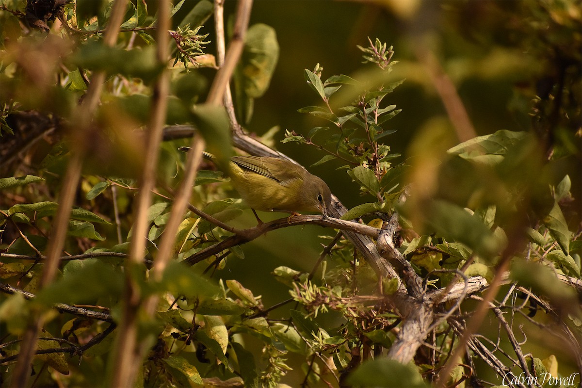 Orange-crowned Warbler - ML375886071
