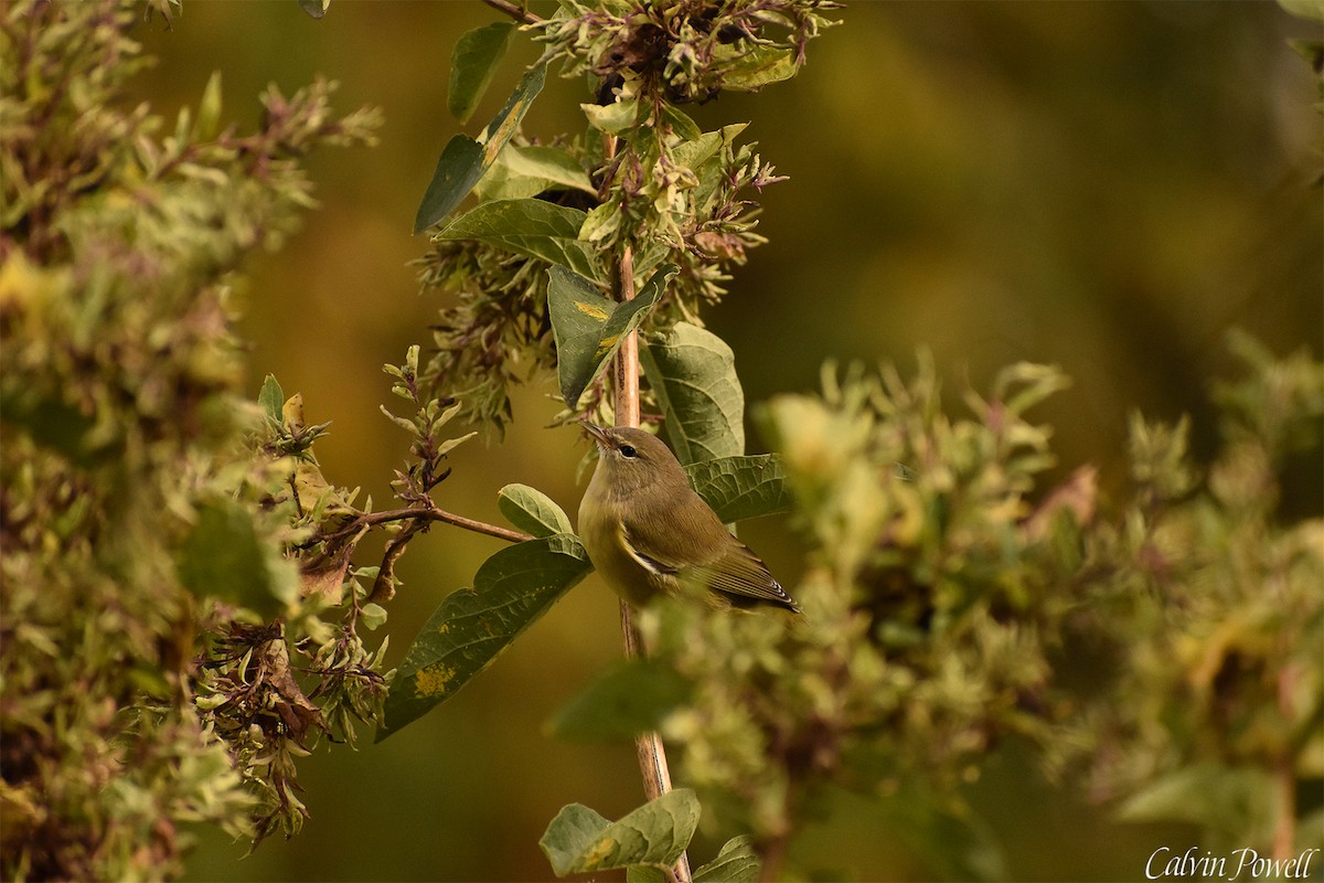 Orange-crowned Warbler - ML375886091